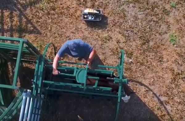 Calf Tip Table with cattle- upper view