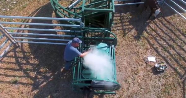 Calf Tip Table with cattle- Drone View
