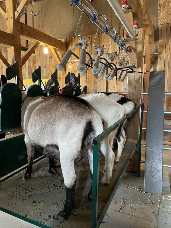 Milking Stand with Headlocks- LK