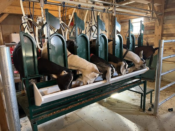 Milking Stand with Headlocks- Lakeland
