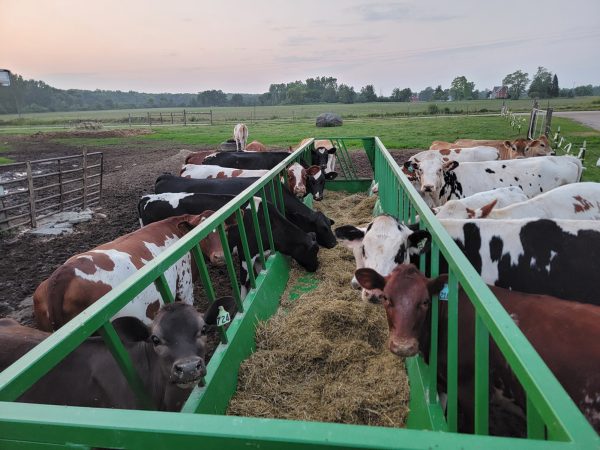 Heavy Duty Bunk Feeder for cattle