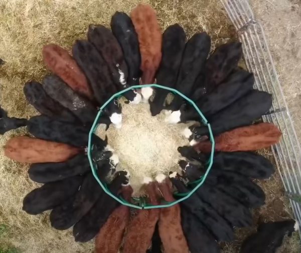 Heavy Duty Round Bale Feeder-Slant Bar- Drone View