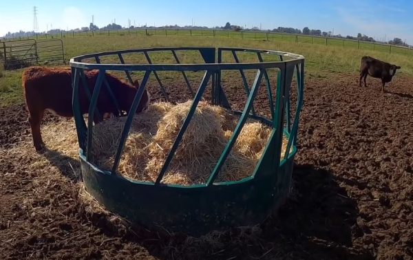 Heavy Duty Round Bale Feeder-Slant Bar in farm