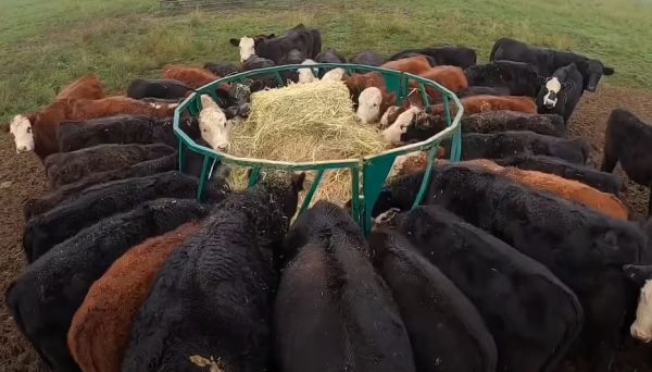 Heavy Duty Round Bale Feeder-Slant Bar for Cattles