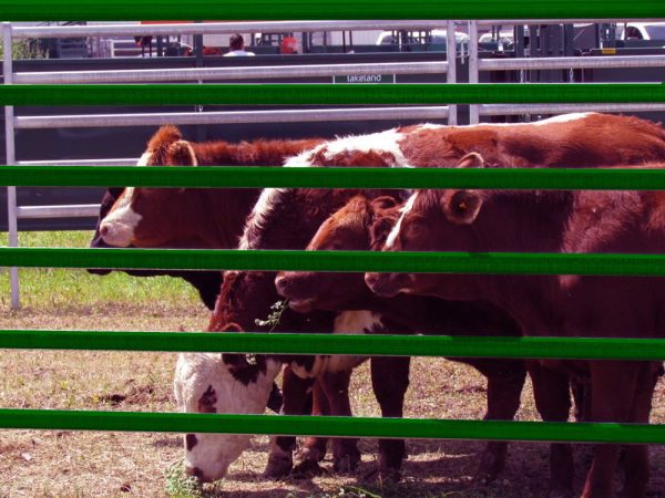 Cattle with lakeland product