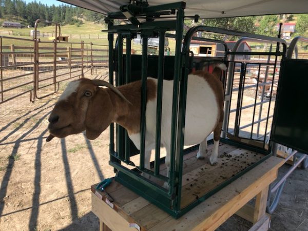 Self Catch Headgate and Chute by lakelandfarmandranch