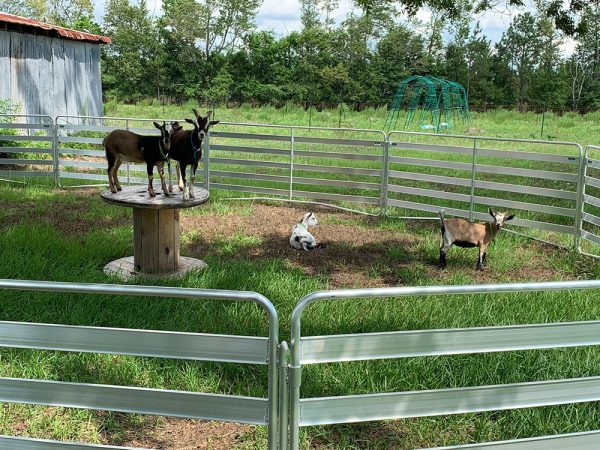 Aluminum Easy Panel with goat