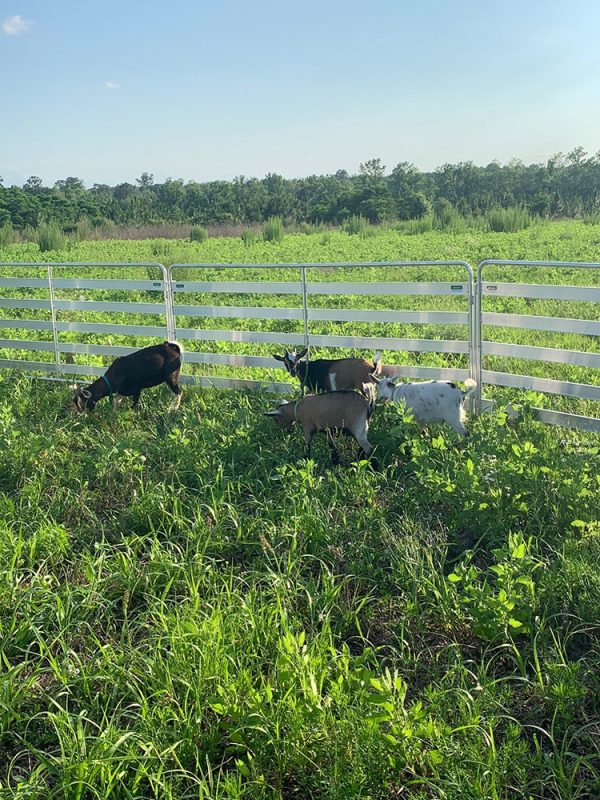 Aluminum Easy Panel in green field