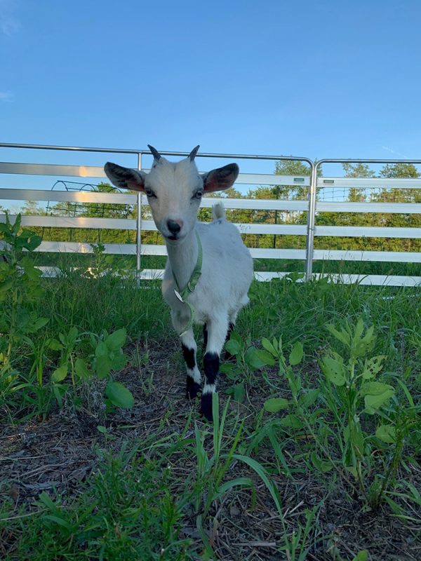 Aluminum Easy Panel with baby Goat