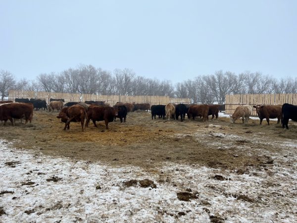 Cattles in 31ft Windbreak Panels
