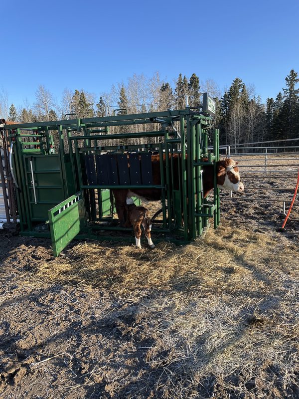 Optional Headgate Assist Handle (for Easy Catch Squeeze or Calving Pen) in farm- LK
