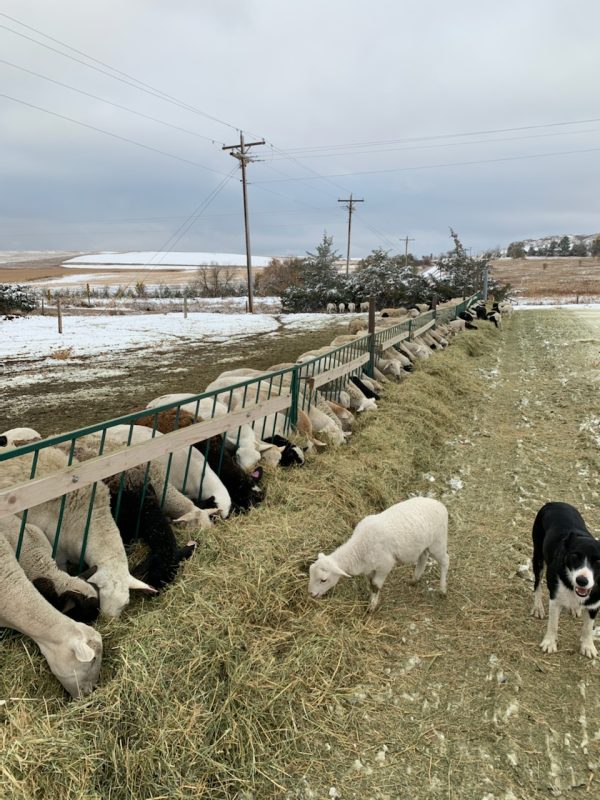 Slant Bar Manger/Feed panel for sheep- LK