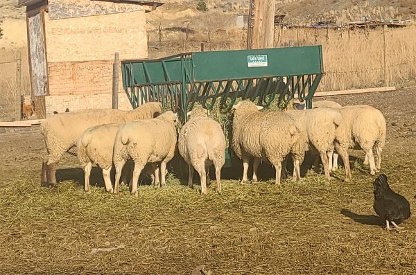 Round Bale Feeder in farm view