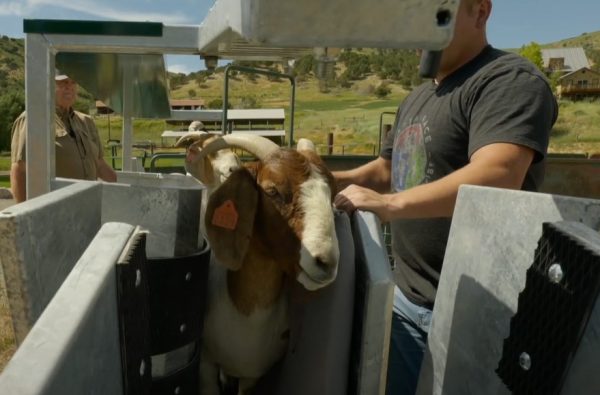 Easy Klamp Sheep & Goat Handler- Lakeland