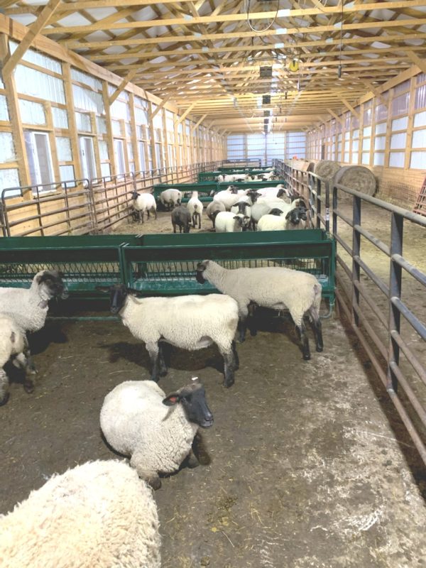 Walk Through Hay and Grain Feeder in Green Color