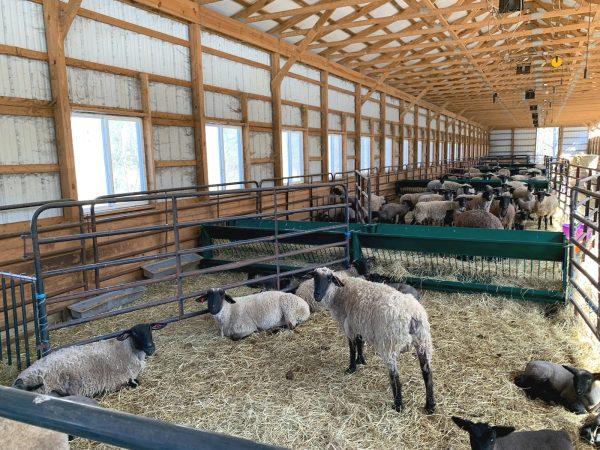 LK- Walk Through Hay and Grain Feeder