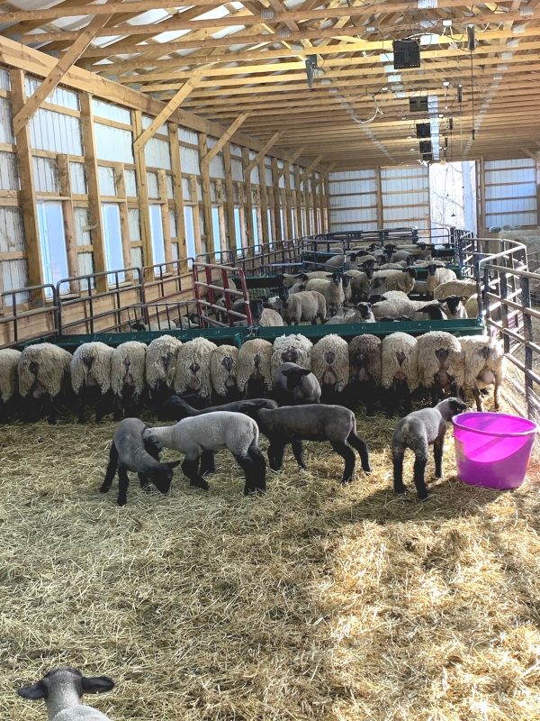 Walk Through Hay and Grain Feeder in Farm