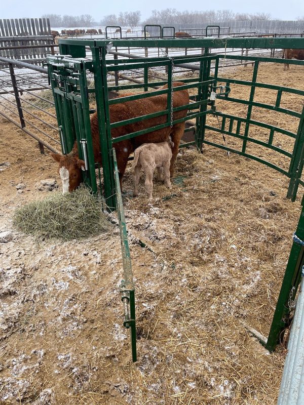 Maternity Pen Calving-Pen- Lakeland