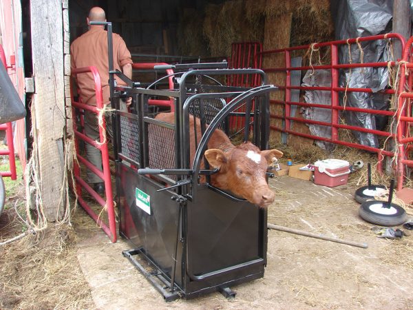 LK- Large Portable Calf Chute