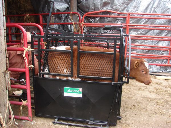 Large Portable Calf Chute- LK