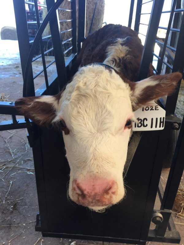 Small Portable Calf Chute with Dial Scale With Calf inside- Lakeland
