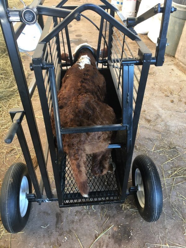 Small Portable Calf Chute with Dial Scale With Calf inside