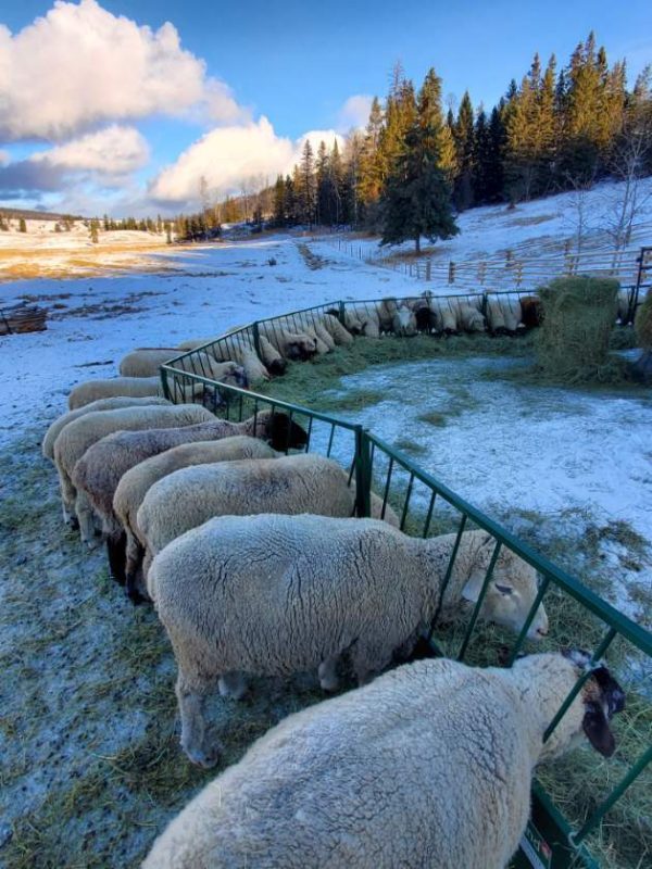 Slant Bar Manger/Feed panel for sheep by Lakeland