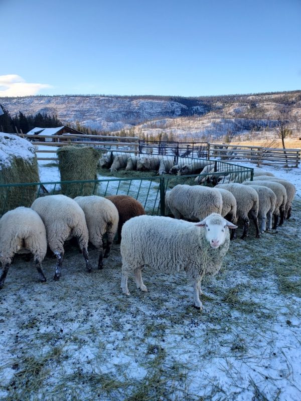 Slant Bar Manger/Feed panel for sheeps in Green Color