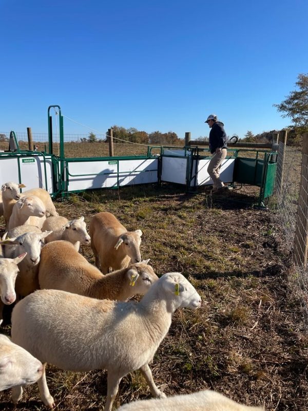 SG300- Sheep Handling System- LK