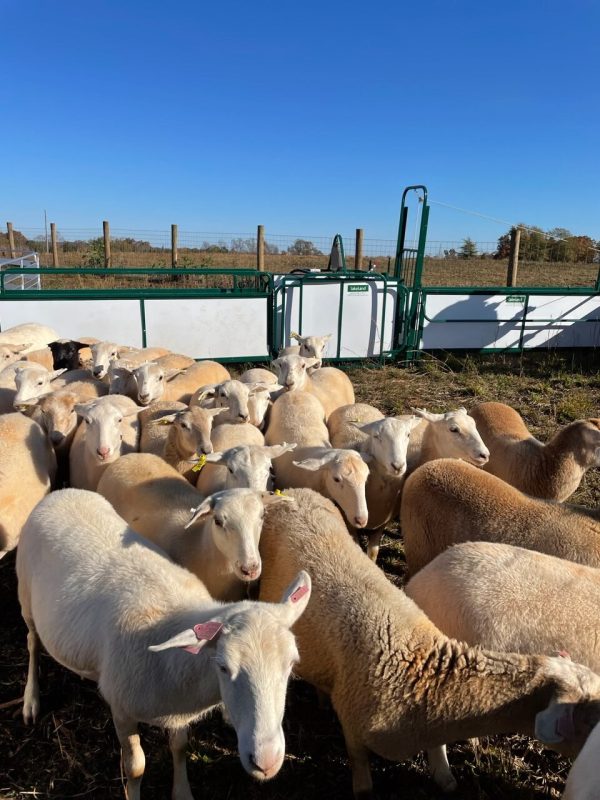 SG300- Sheep Handling System- Lakeland