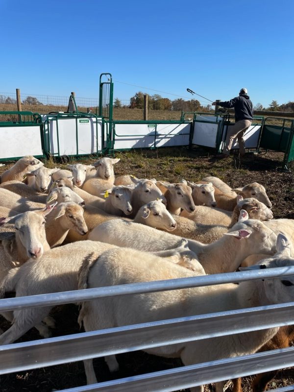 SG300- Goat Handling System- LK