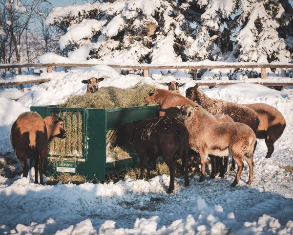 Walk Through Hay and Grain Feeder by Lakeland