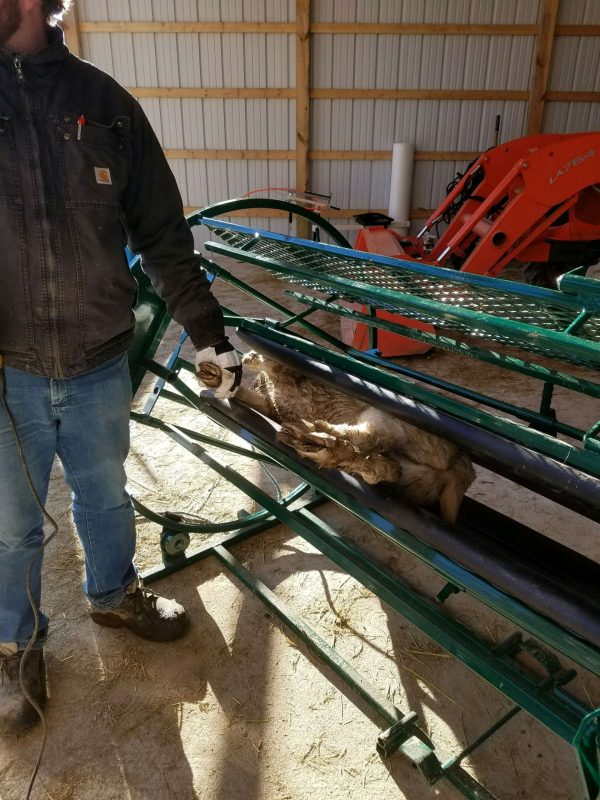 Spin Trim Chute Pads for goat and sheep