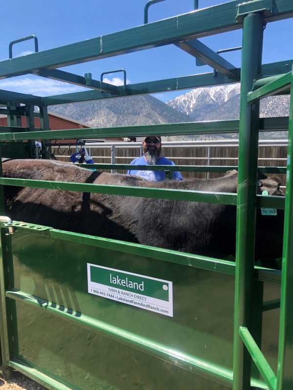 Cattle in 17ft Adjustable Alley Section