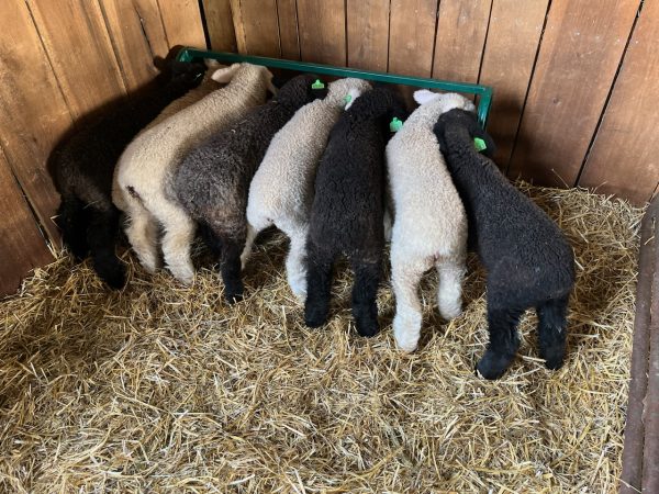 Creep Feeding Troughs- Lakeland
