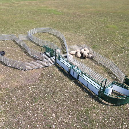 Sheep & Goat Handling System SG-400