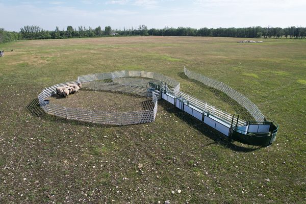 Sheep & Goat Handling System SG500