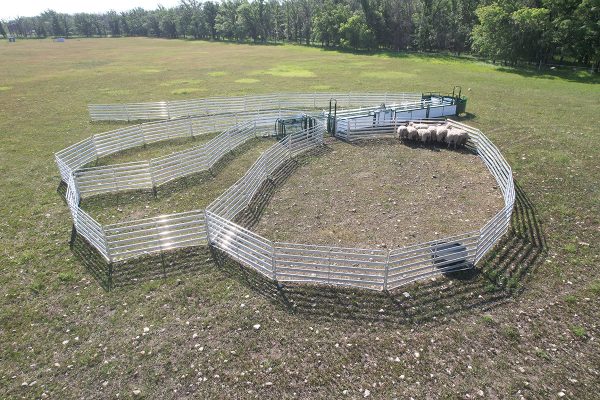 SG500- Sheep & Goat Handling System- Lakeland
