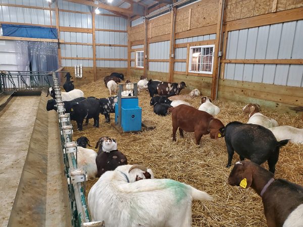 Sheep & Goat Self-Locking Head Rails (SGSL) by Lakeland
