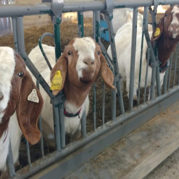 Lakeland- Sheep & Goat Self-Locking Head Rails (SGSL)