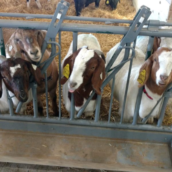 Sheep & Goat Self-Locking Head Rails (SGSL) by LK