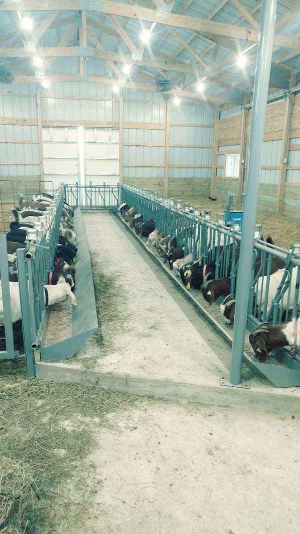 Sheep & Goat Self-Locking Head Rails