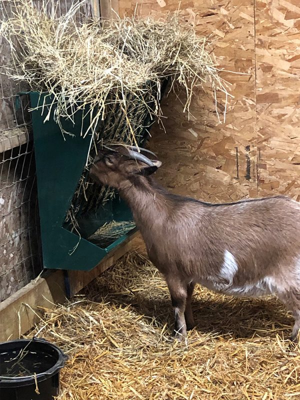 Hanging Hay Rack with Trough product lakeland