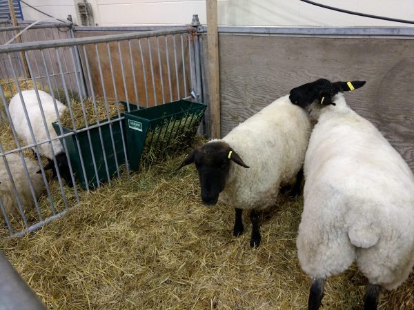 Small Hay Rack- Lakeland