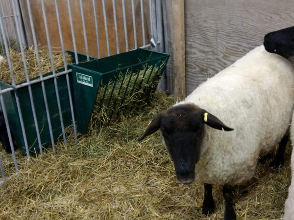Small Hay Rack for goat and sheep