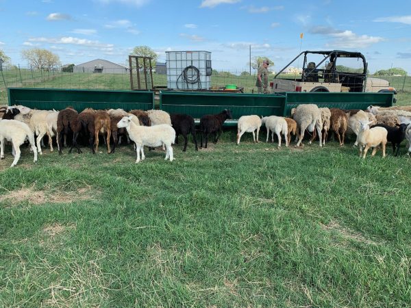 Single-Sided Hay & Grain Feeder for sheep and goat