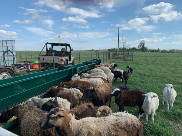Single-Sided Hay & Grain Feeder- Lakeland