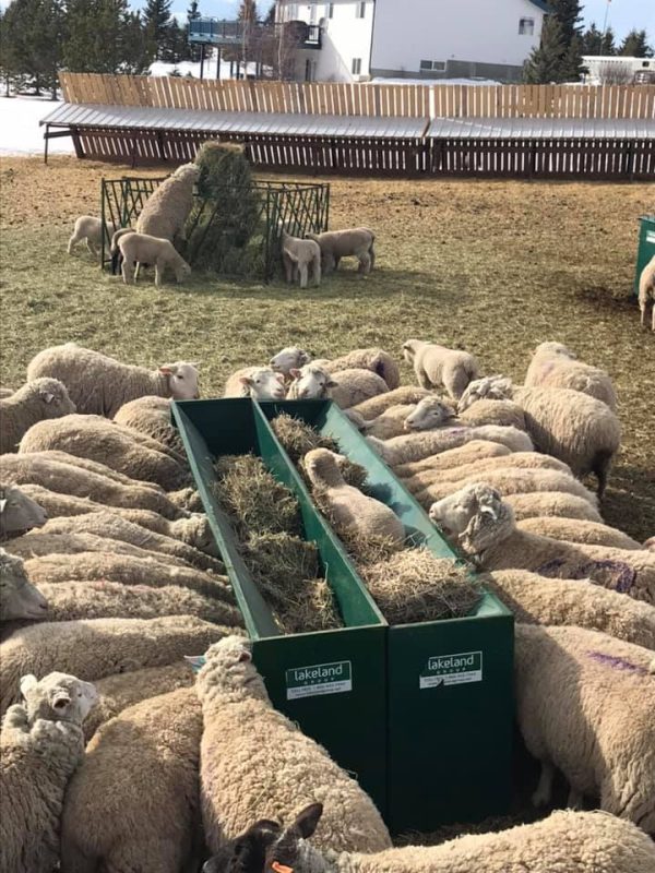 Single-Sided Hay & Grain Feeder by Lakeland