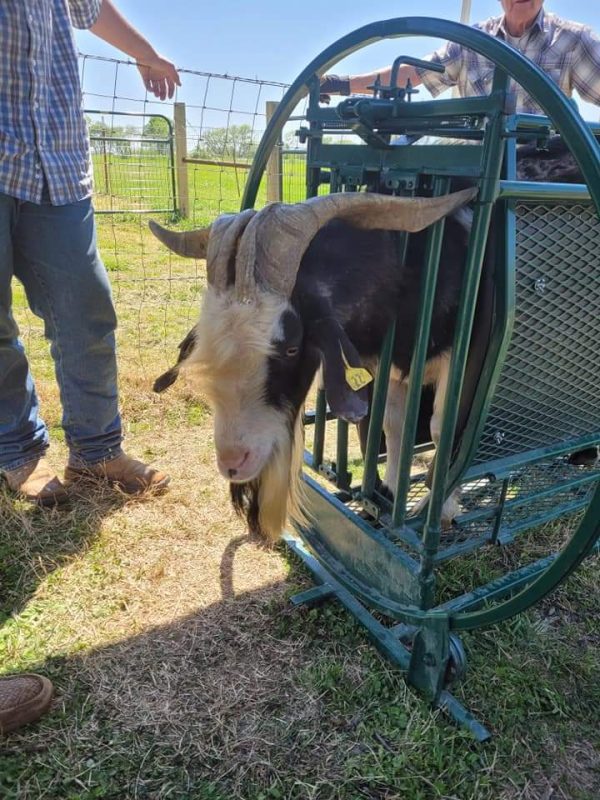 Spin Trim Chute for goat