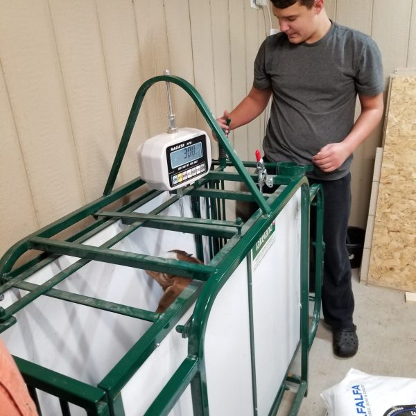 LK- Sheep & Goat Weigh Scale with DIGITAL Scalehead